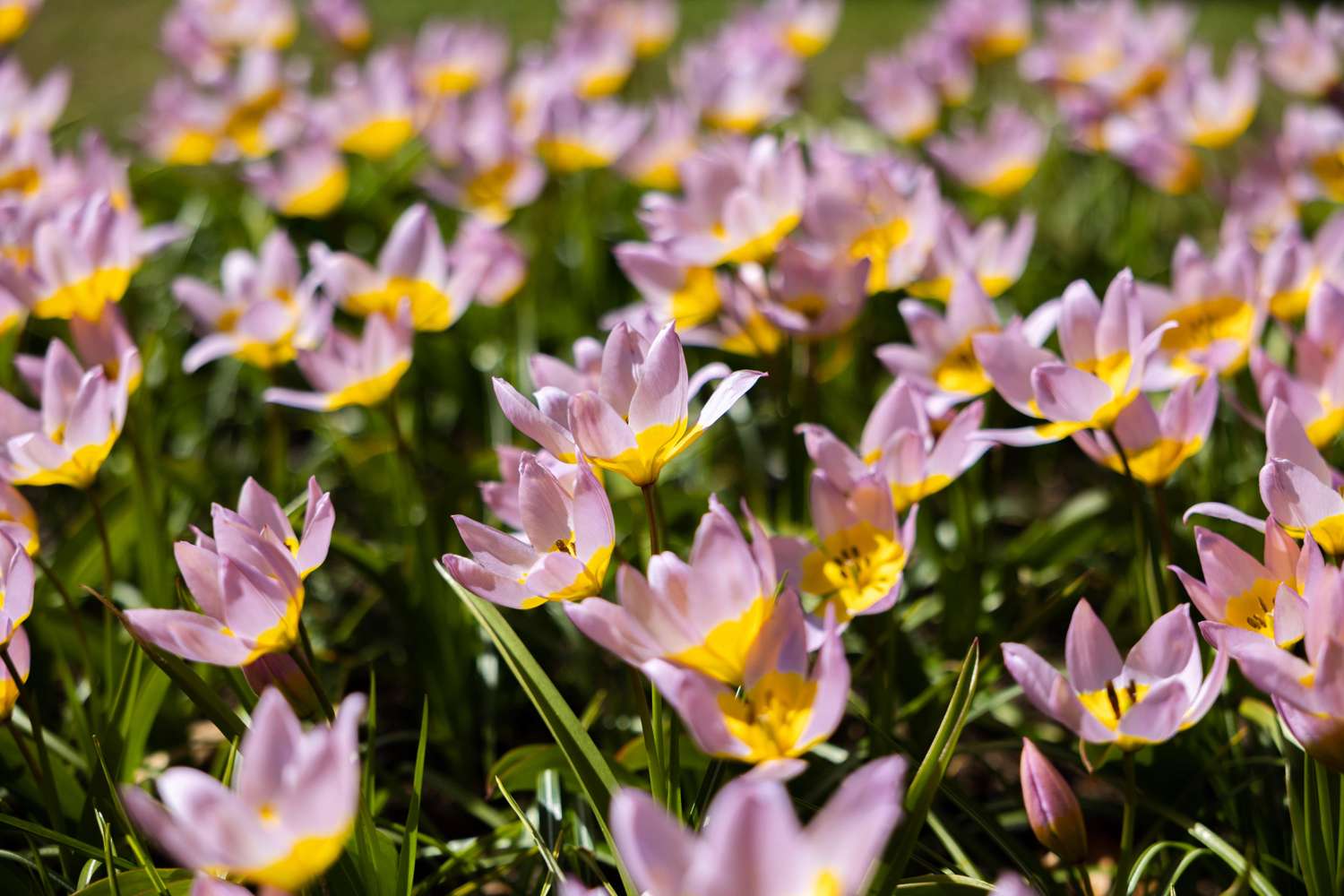 Tulpe 'Saxatilis' - Tulipaner